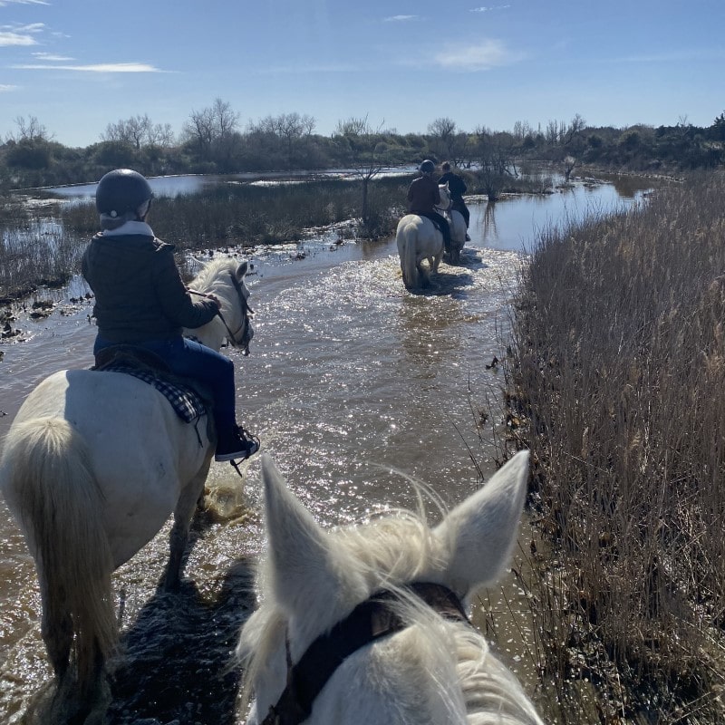 Taureaux de Camargue